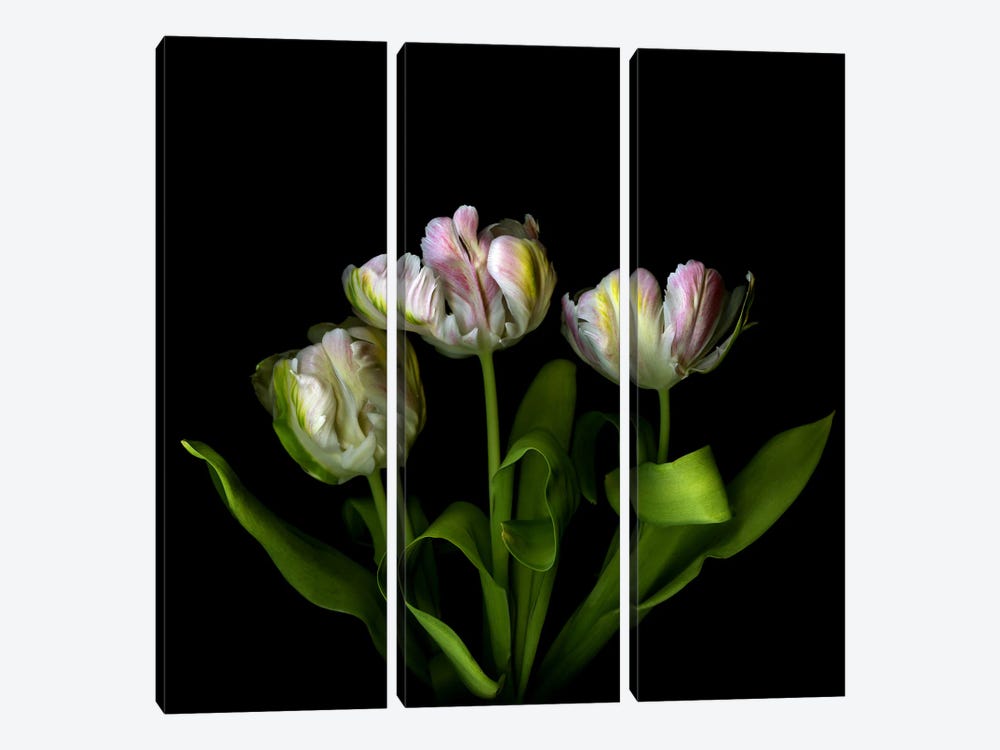 Three Pink, White And Green Exotic Parrot Tulips by Magda Indigo 3-piece Canvas Art