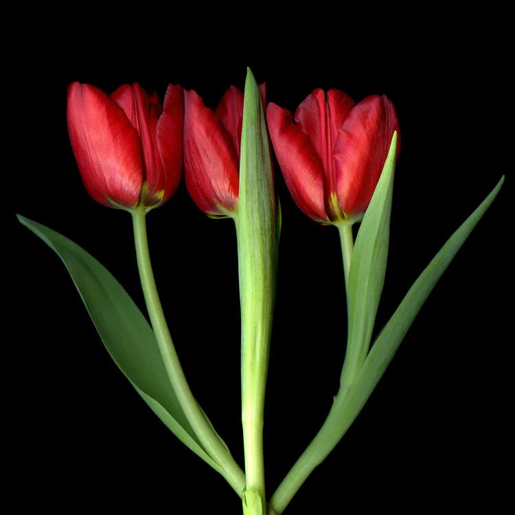 Three Red Tulips In A Row