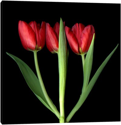 Three Red Tulips In A Row Canvas Art Print - Magda Indigo