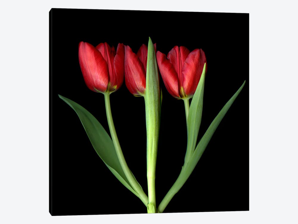 Three Red Tulips In A Row by Magda Indigo 1-piece Canvas Art Print