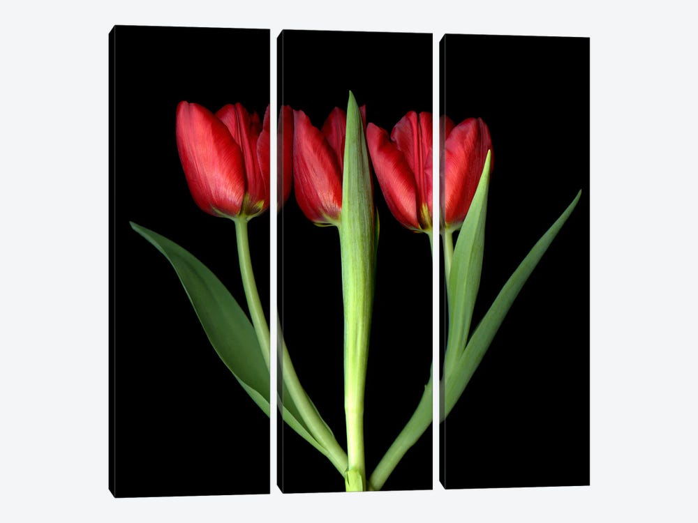 Three Red Tulips In A Row by Magda Indigo 3-piece Canvas Art Print