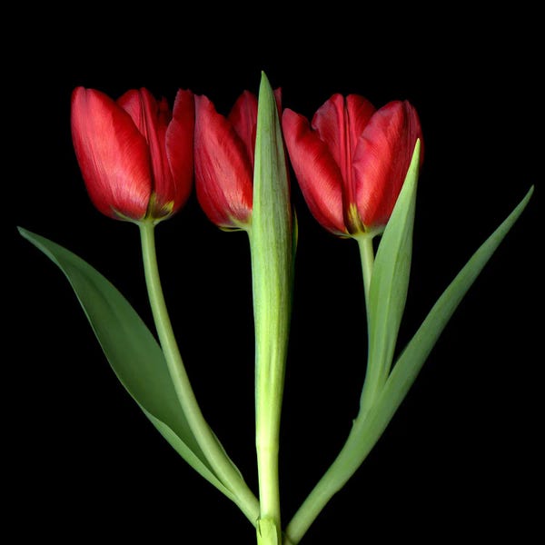 Three Red Tulips In A Row