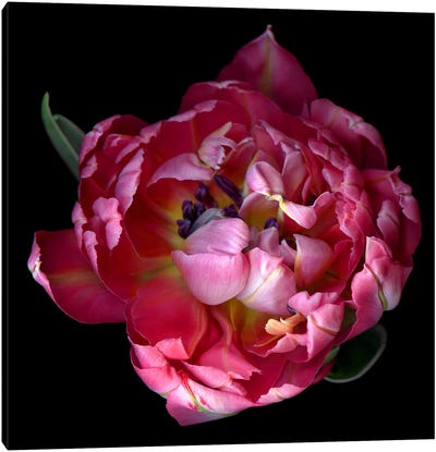 Top View Of A Double Pink Tulip Canvas Art Print - Magda Indigo