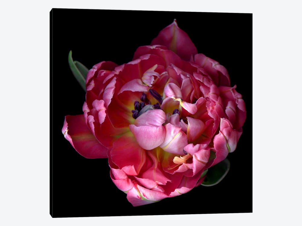 Top View Of A Double Pink Tulip by Magda Indigo 1-piece Canvas Art