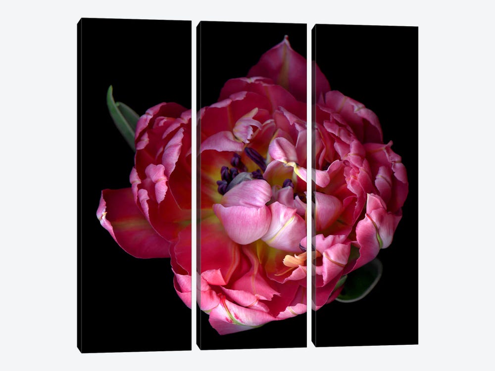 Top View Of A Double Pink Tulip by Magda Indigo 3-piece Canvas Wall Art