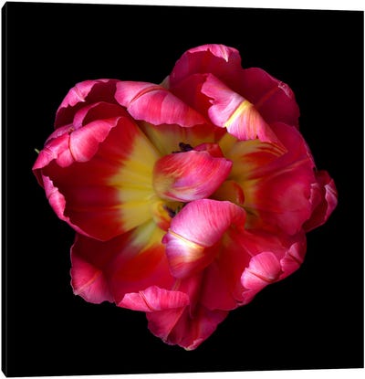 Top View Of An Open Pink And Red Exotic Parrot Tulip Canvas Art Print - Magda Indigo