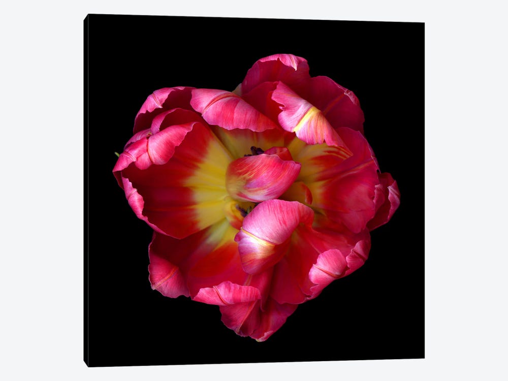Top View Of An Open Pink And Red Exotic Parrot Tulip by Magda Indigo 1-piece Art Print