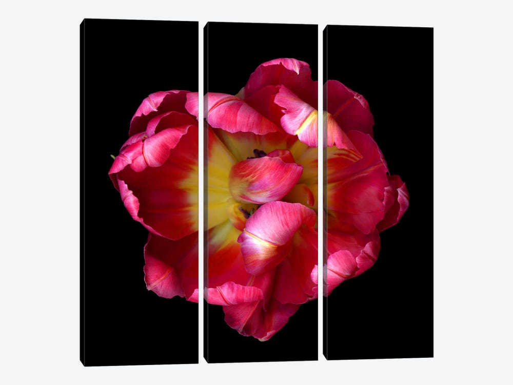 Top View Of An Open Pink And Red Exotic Parrot Tulip by Magda Indigo 3-piece Canvas Art Print