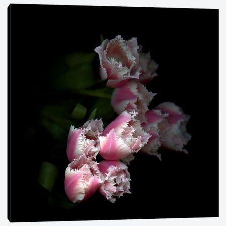 Top View Of Frilly Edged Pink Tulips Loom Dramatically Out Of The Background Canvas Print #MAG449} by Magda Indigo Canvas Wall Art