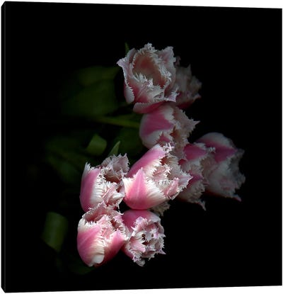 Top View Of Frilly Edged Pink Tulips Loom Dramatically Out Of The Background Canvas Art Print - Magda Indigo