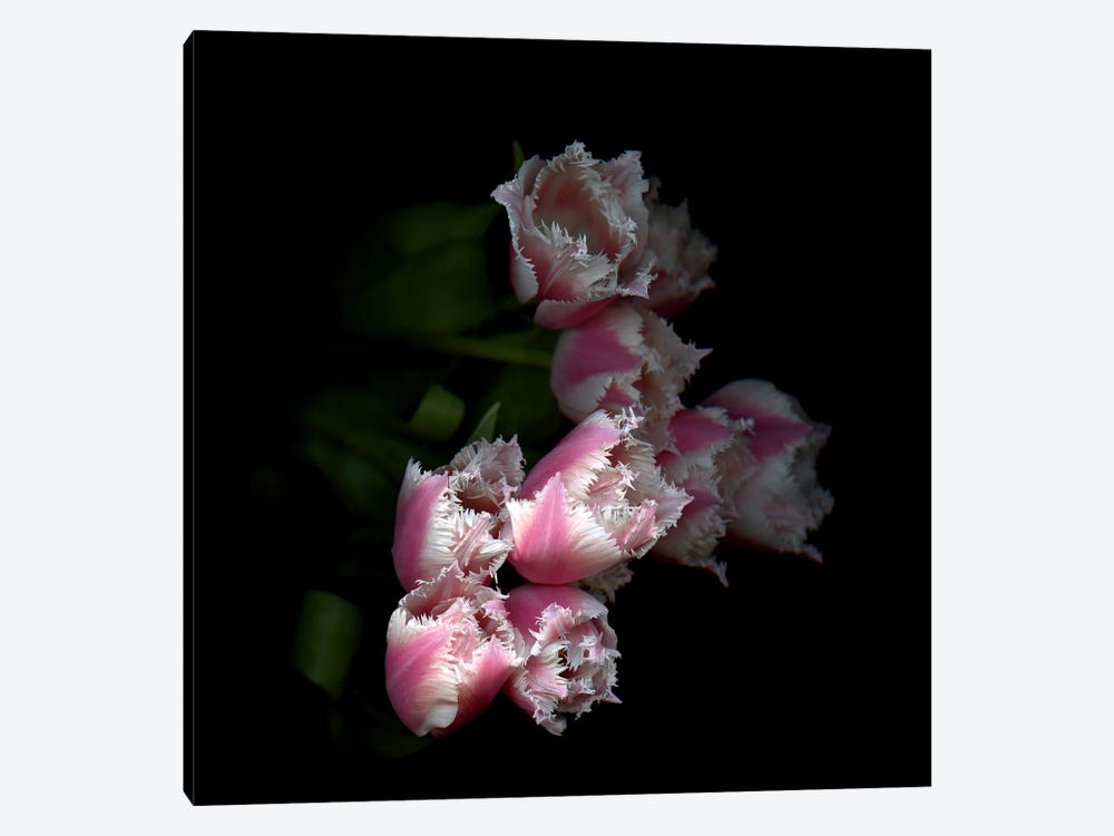 Top View Of Frilly Edged Pink Tulips Loom Dramatically Out Of The Background by Magda Indigo 1-piece Canvas Artwork