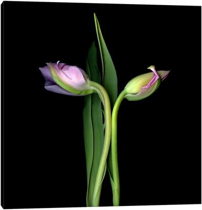 Two Elegant Pink Tulips Going In Different Directions Canvas Art Print - Magda Indigo