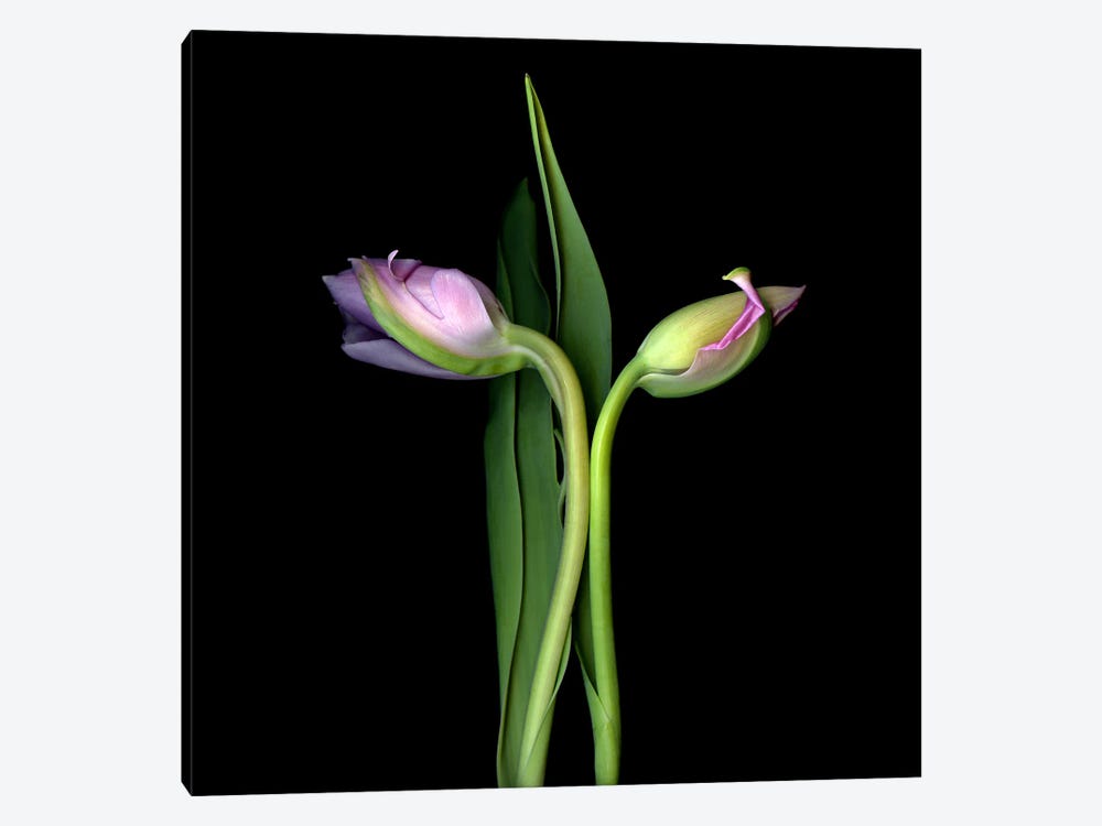 Two Elegant Pink Tulips Going In Different Directions by Magda Indigo 1-piece Canvas Wall Art