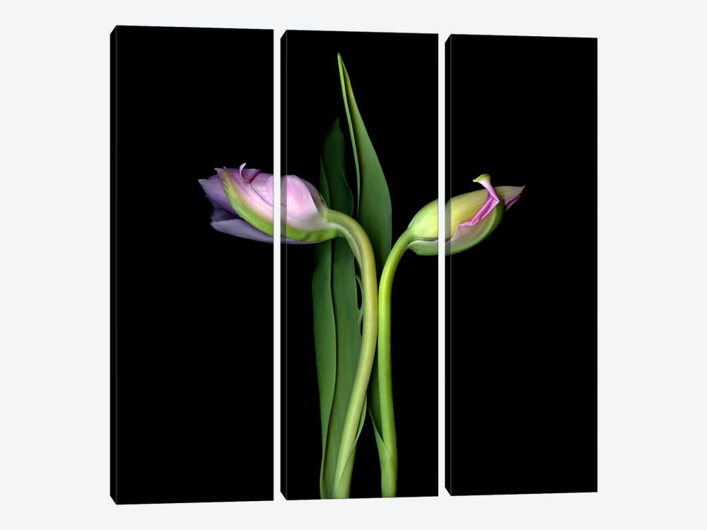 Two Elegant Pink Tulips Going In Different Directions by Magda Indigo 3-piece Canvas Art