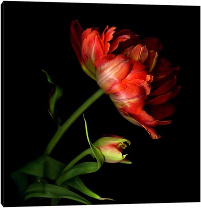 Two Exotic Red Tulips Canvas Art Print - Magda Indigo