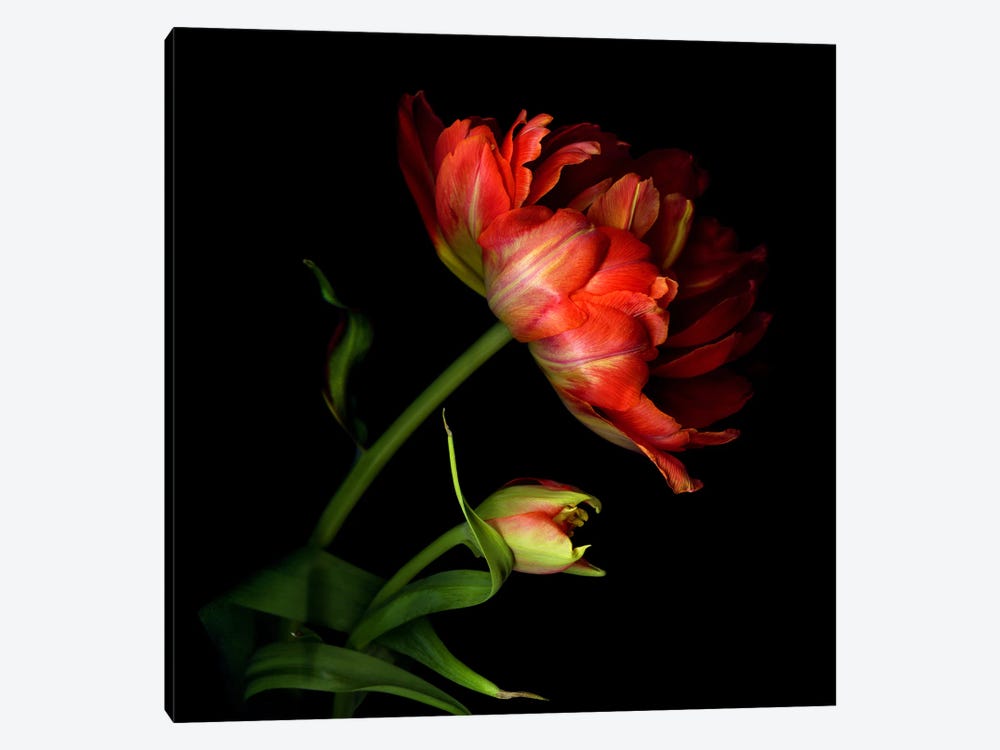 Two Exotic Red Tulips by Magda Indigo 1-piece Canvas Art Print