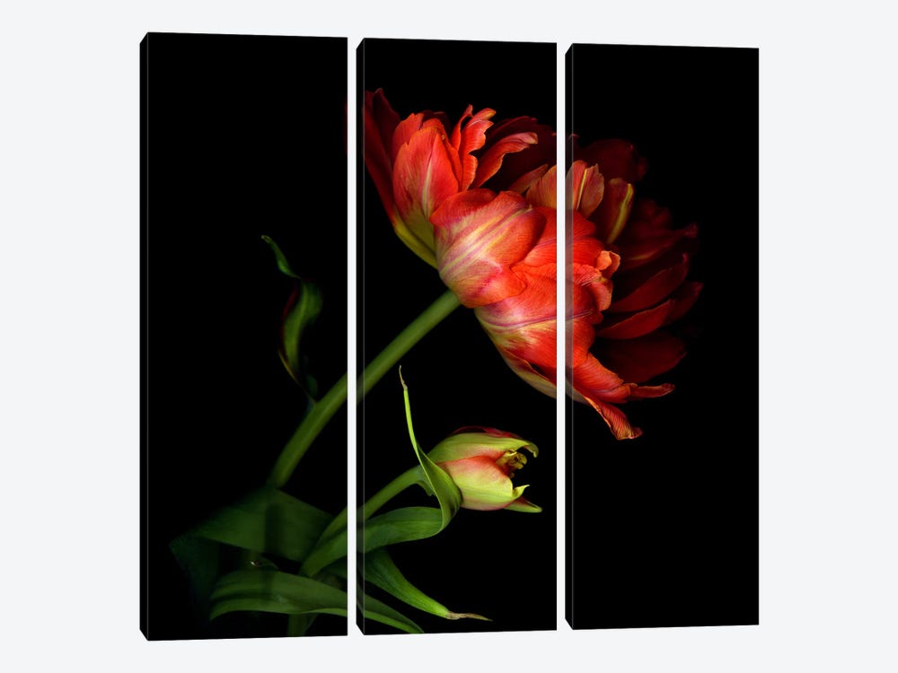 Two Exotic Red Tulips by Magda Indigo 3-piece Canvas Art Print