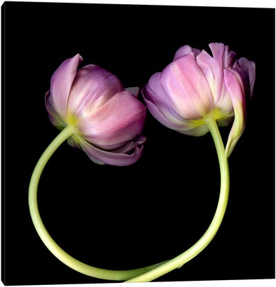 Two Pink Tulips Form A Circle Canvas Art Print - Magda Indigo