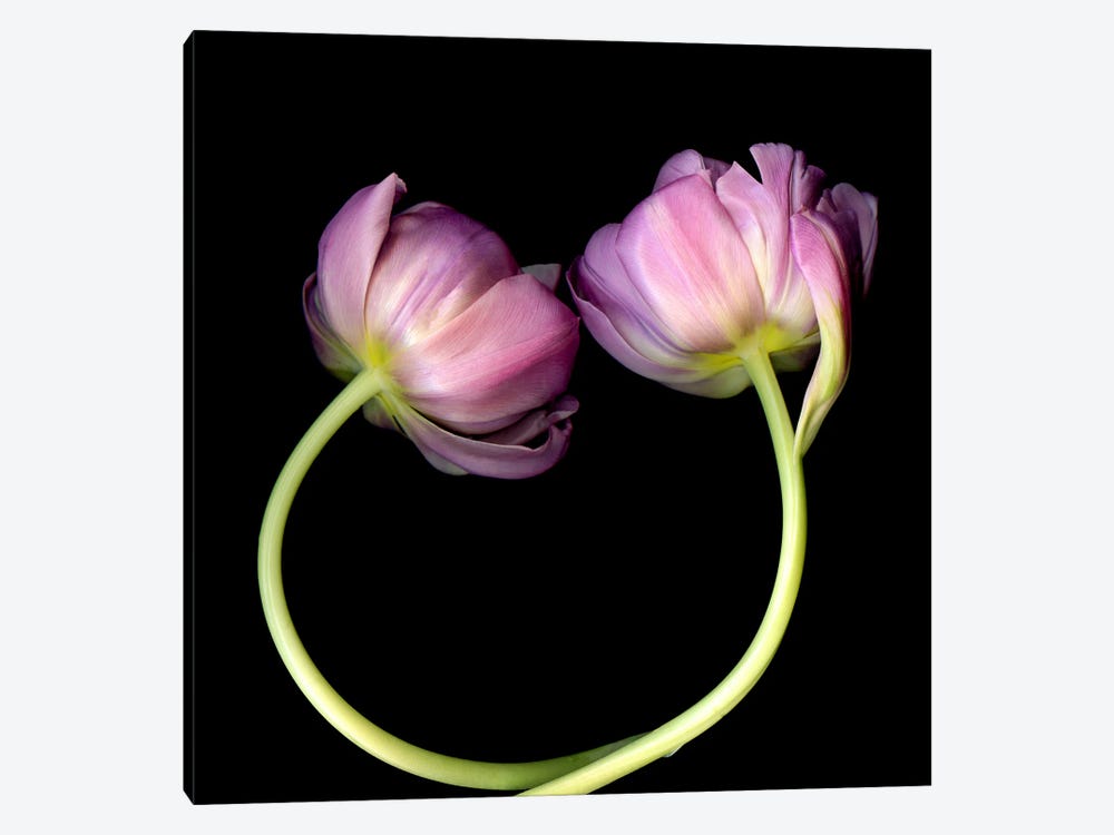 Two Pink Tulips Form A Circle by Magda Indigo 1-piece Canvas Art
