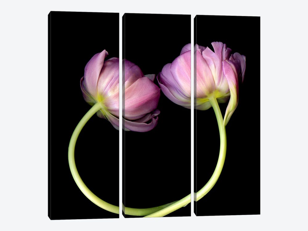 Two Pink Tulips Form A Circle by Magda Indigo 3-piece Canvas Art