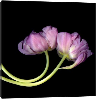 Two Pink Tulips Together Canvas Art Print - Magda Indigo