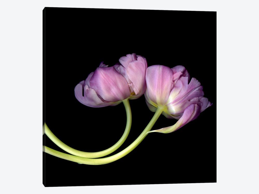 Two Pink Tulips Together by Magda Indigo 1-piece Canvas Print