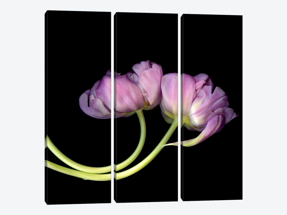 Two Pink Tulips Together by Magda Indigo 3-piece Canvas Print