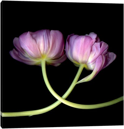 Two Pink Tulips Touching Canvas Art Print - Magda Indigo