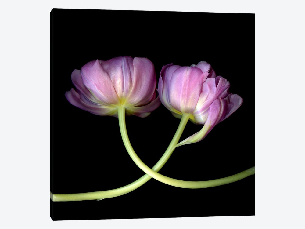 Two Pink Tulips Touching by Magda Indigo 1-piece Canvas Artwork