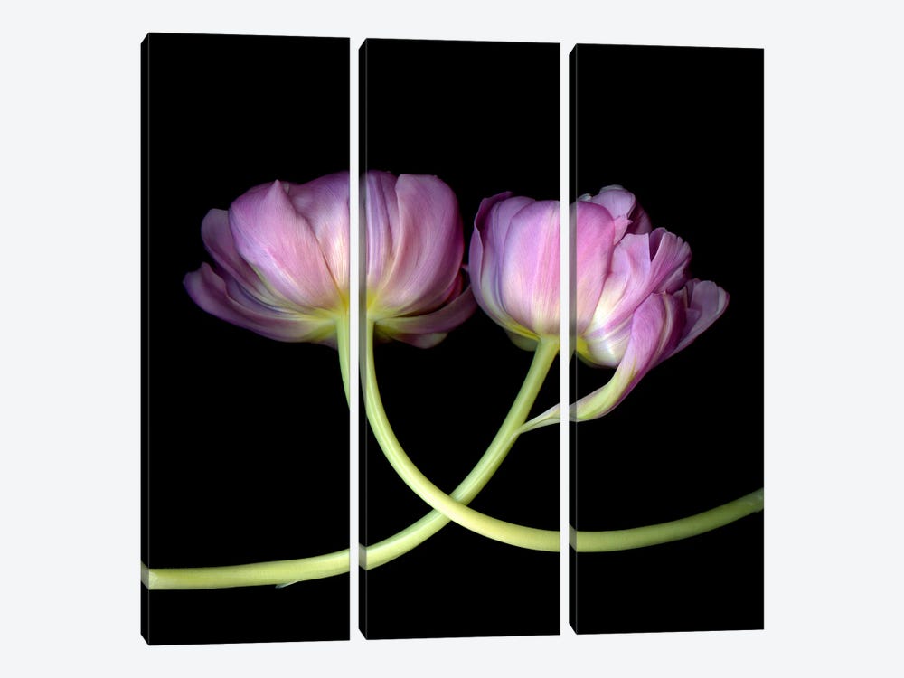 Two Pink Tulips Touching by Magda Indigo 3-piece Canvas Art