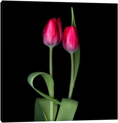 Two Red Tulips Canvas Art Print - Magda Indigo