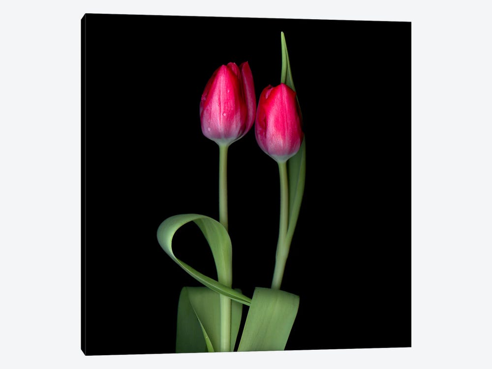 Two Red Tulips by Magda Indigo 1-piece Canvas Print