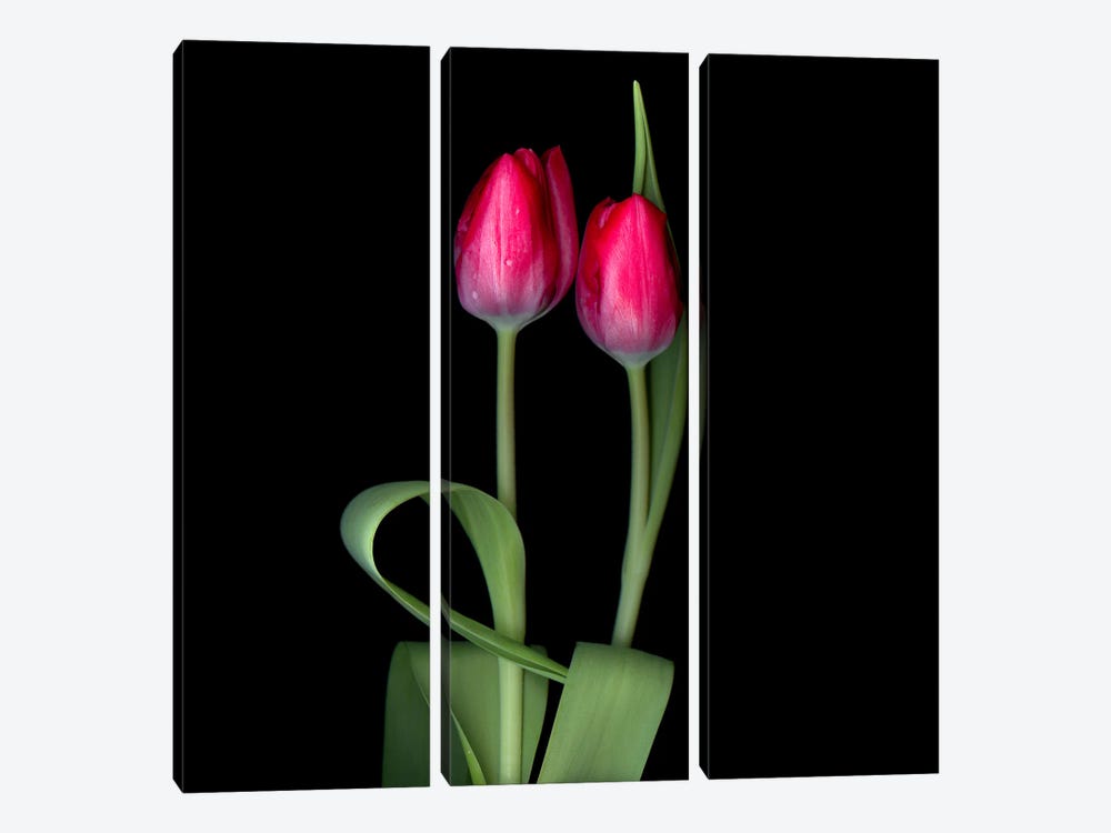 Two Red Tulips by Magda Indigo 3-piece Canvas Art Print