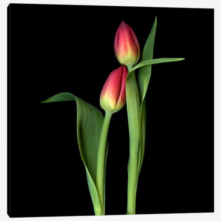 Two Red Tulips In A Caring Gesture Canvas Print #MAG456} by Magda Indigo Canvas Artwork