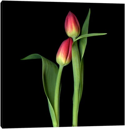 Two Red Tulips In A Caring Gesture Canvas Art Print - Magda Indigo