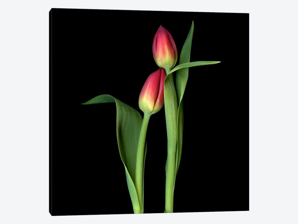 Two Red Tulips In A Caring Gesture by Magda Indigo 1-piece Canvas Art