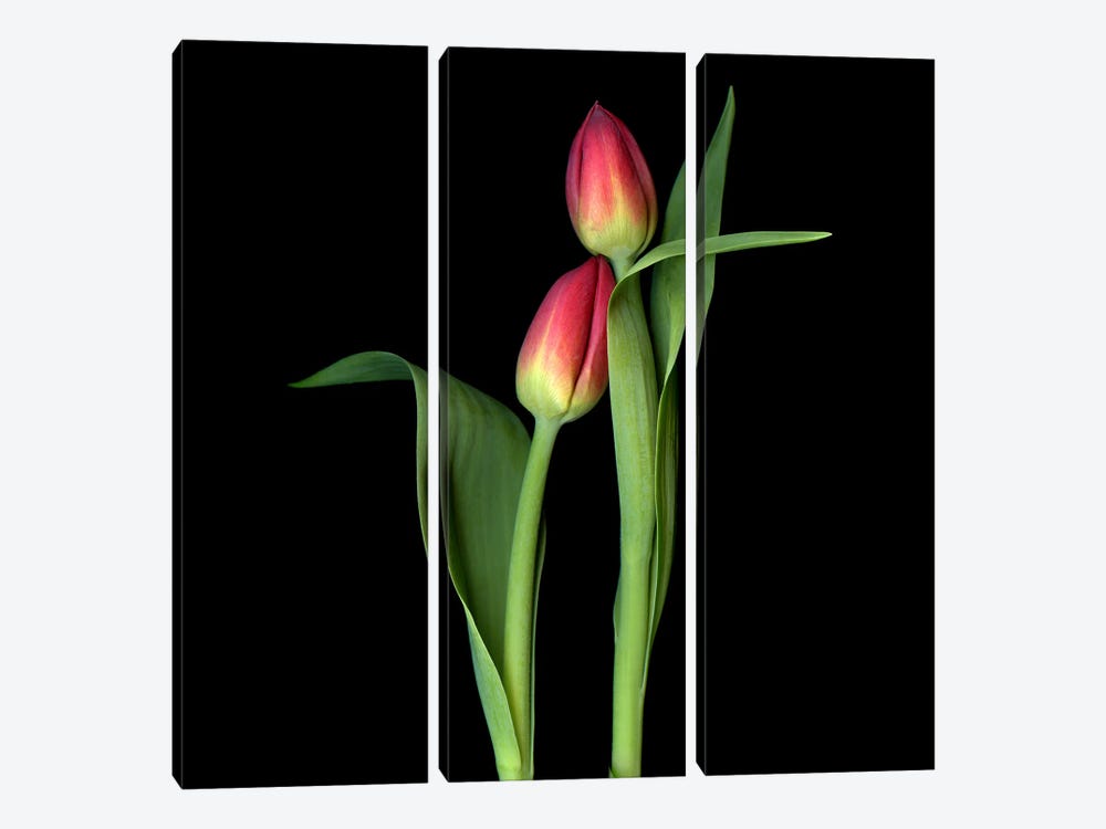 Two Red Tulips In A Caring Gesture by Magda Indigo 3-piece Canvas Artwork