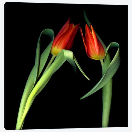 Two Red Tulips Lean Toward Each Other On A Black Background Canvas Print #MAG457} by Magda Indigo Canvas Wall Art