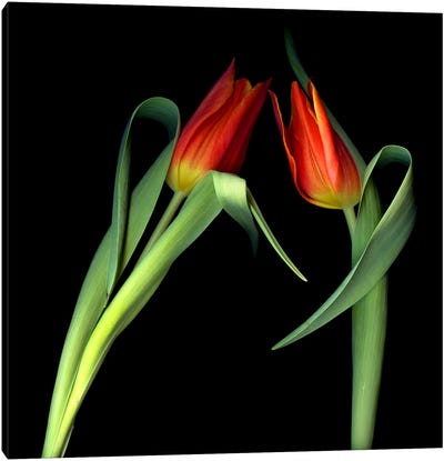 Two Red Tulips Lean Toward Each Other On A Black Background Canvas Art Print - Magda Indigo