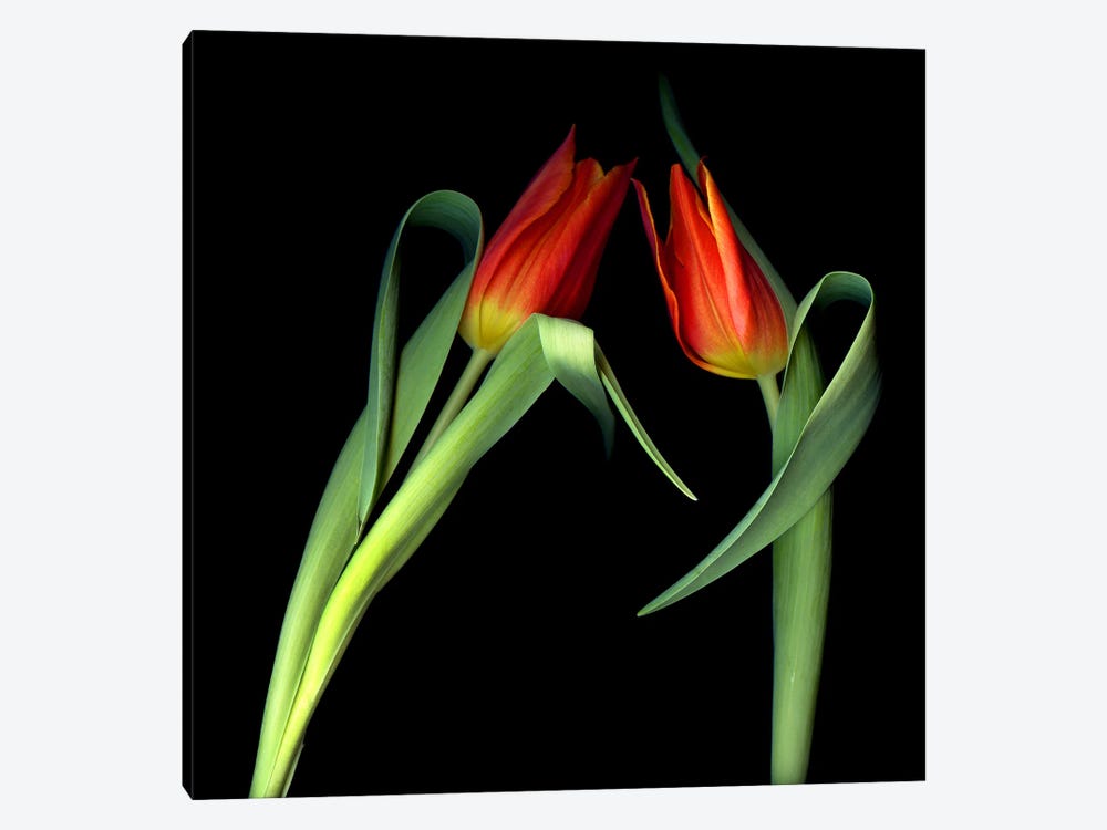 Two Red Tulips Lean Toward Each Other On A Black Background by Magda Indigo 1-piece Canvas Print