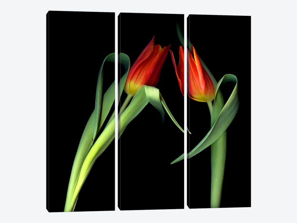 Two Red Tulips Lean Toward Each Other On A Black Background by Magda Indigo 3-piece Canvas Art Print