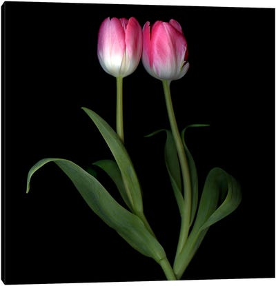 Two Tulips Do A Duo Canvas Art Print - Magda Indigo
