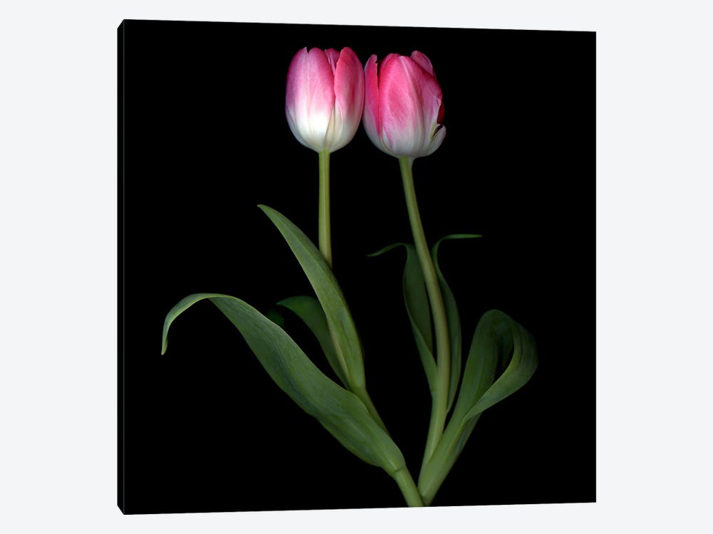 Two Tulips Do A Duo by Magda Indigo 1-piece Canvas Art