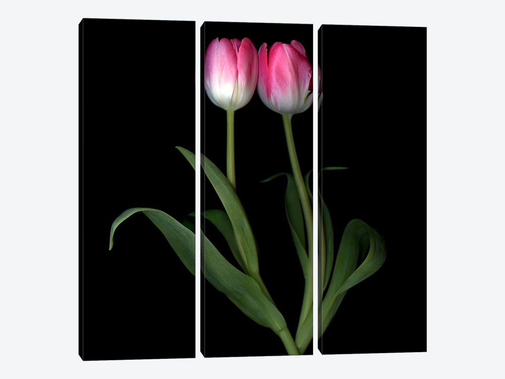 Two Tulips Do A Duo by Magda Indigo 3-piece Canvas Art