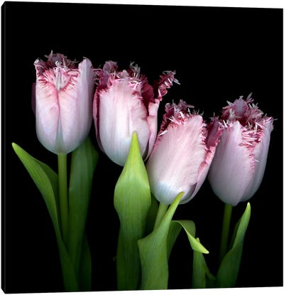Upside Down Frilly-Pink Tulips Canvas Art Print - Magda Indigo