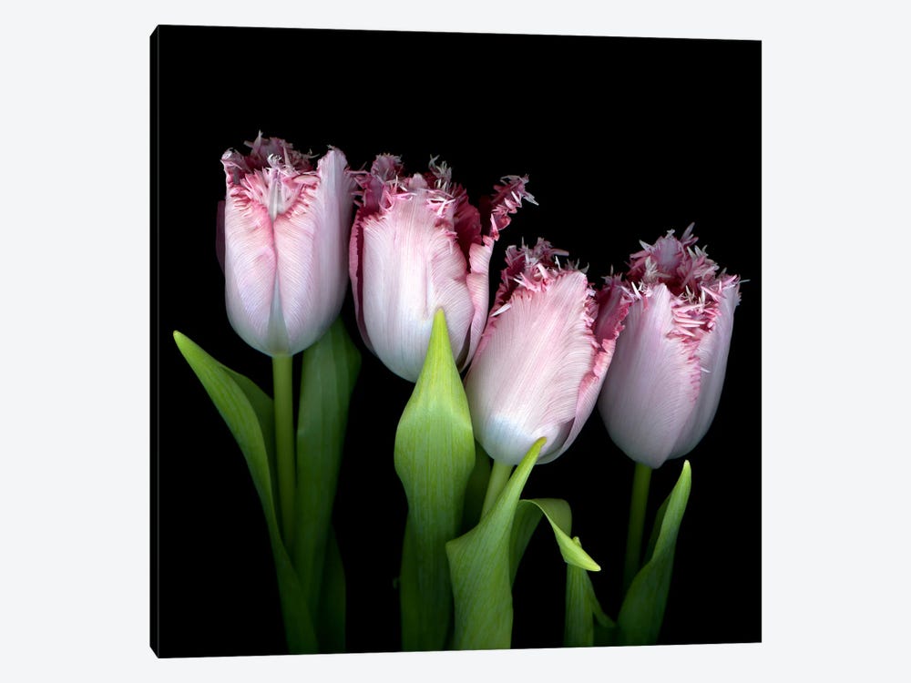 Upside Down Frilly-Pink Tulips by Magda Indigo 1-piece Canvas Art Print