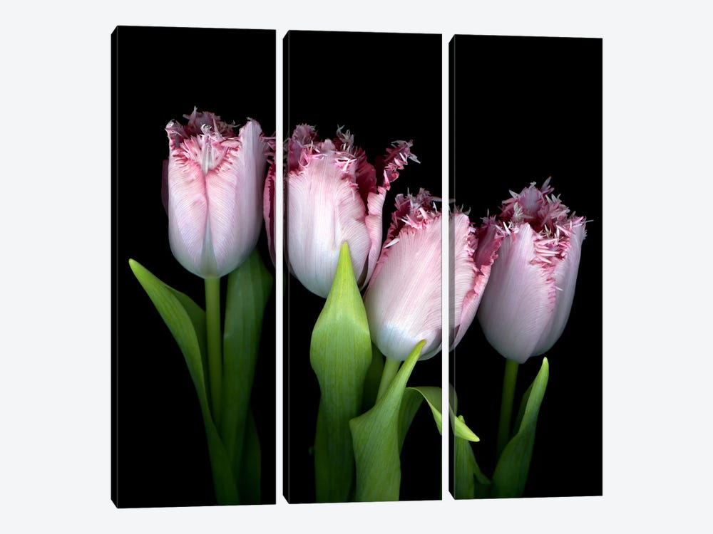 Upside Down Frilly-Pink Tulips by Magda Indigo 3-piece Art Print