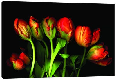 Magnificent Seven Canvas Art Print - Tulip Art