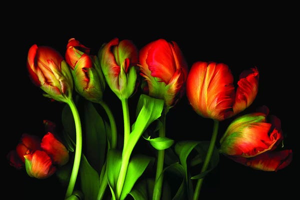 Tulips: Magnificent Seven by Magda Indigo