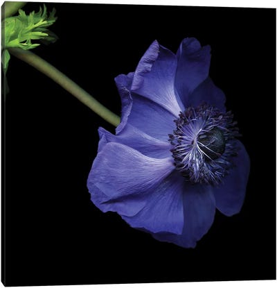 Moody Blue Canvas Art Print - Floral Close-Up Art